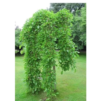 MORWA biała szczepiona na pniu Pendula - sadzonki 160 / 180 cm